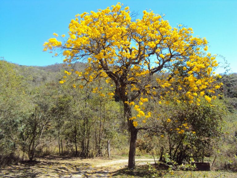 Preservar as áreas verdes é investir no futuro da economia regional
