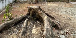 Alguém ganha com tantas árvores mortas ou mutiladas em PL?