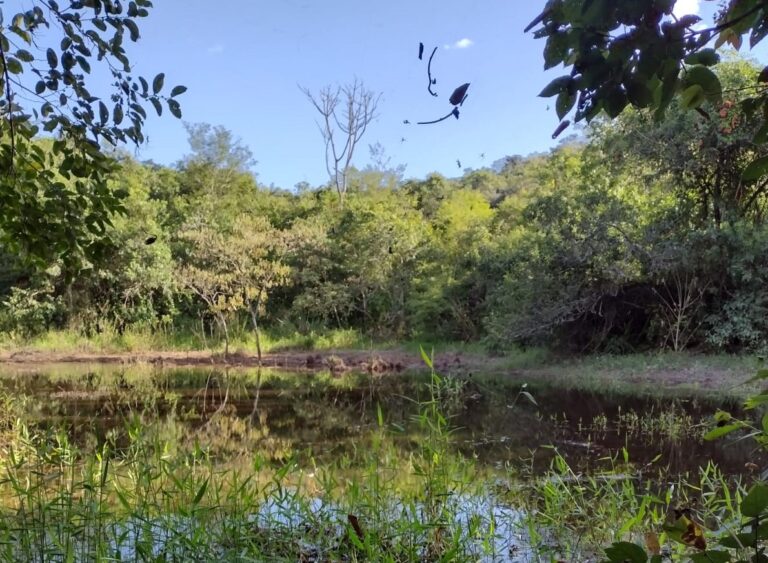 Domingo é dia de plantar árvores no Parque do Sobrado