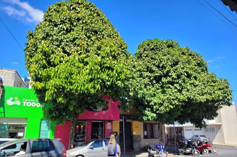 Alguém pensa em arborizar a cidade?