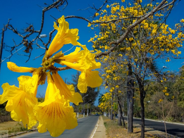 Os ipês estão floridos na nossa cidade!