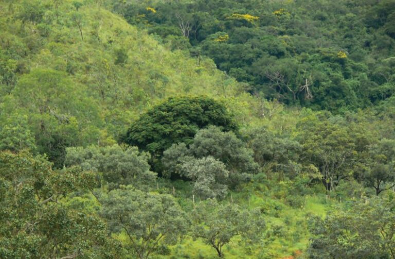 Lamas Destilaria terá projeto paisagístico inovador e sustentável